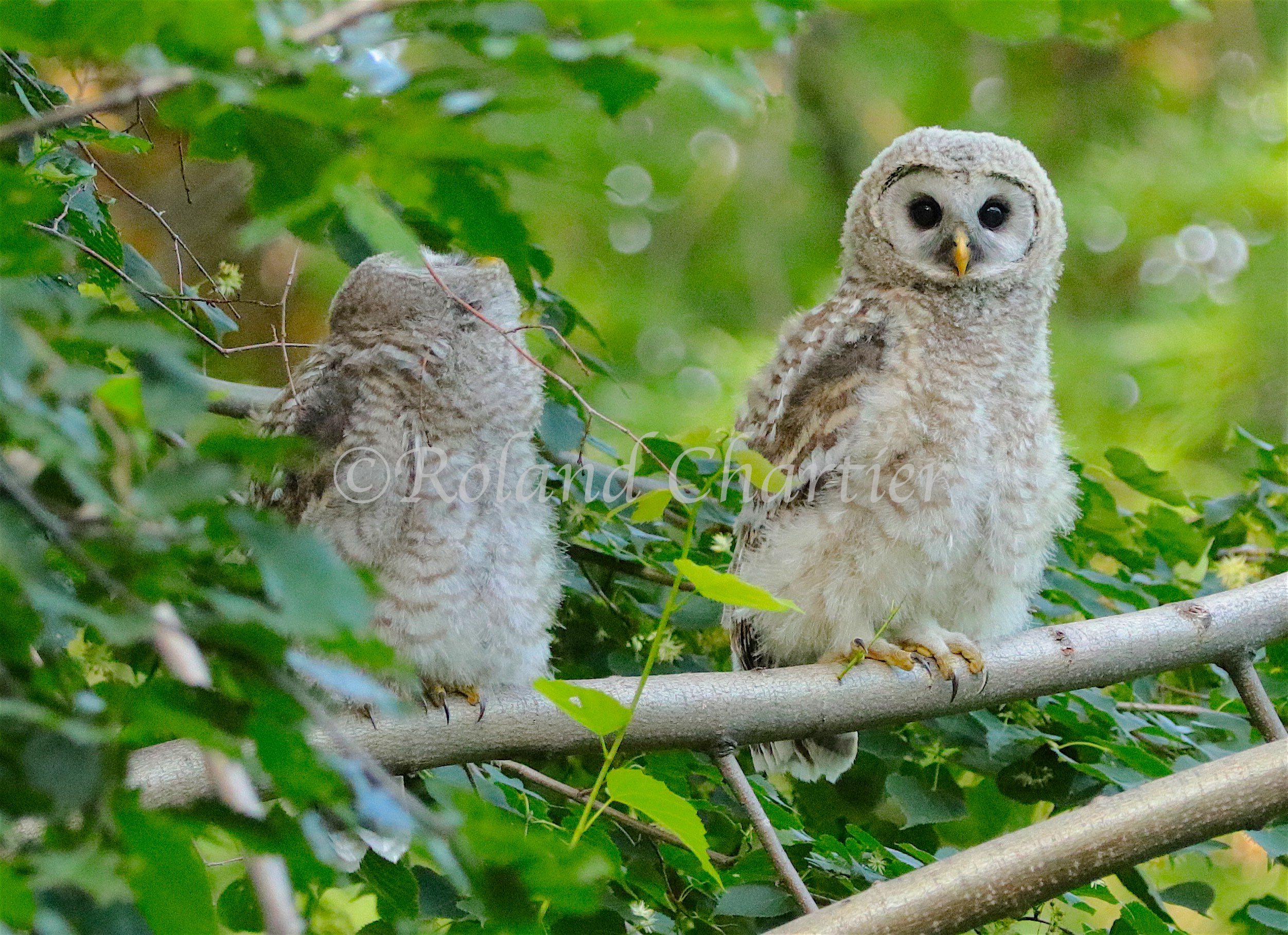 A pair of owls perched on a leafy green branch